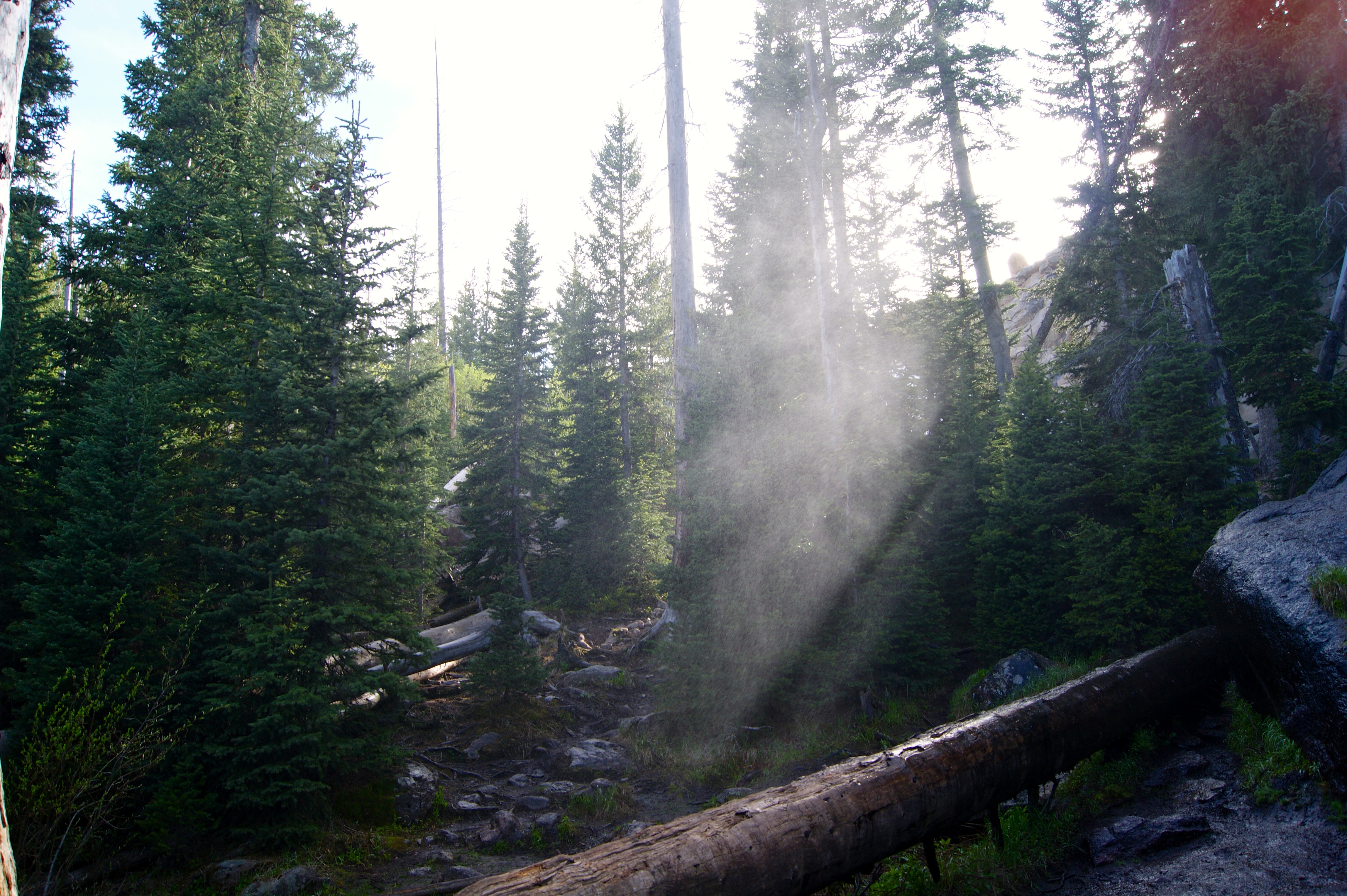Rocky Mountains National Park - Photo in a misty forest, with light breaking through the tree lines