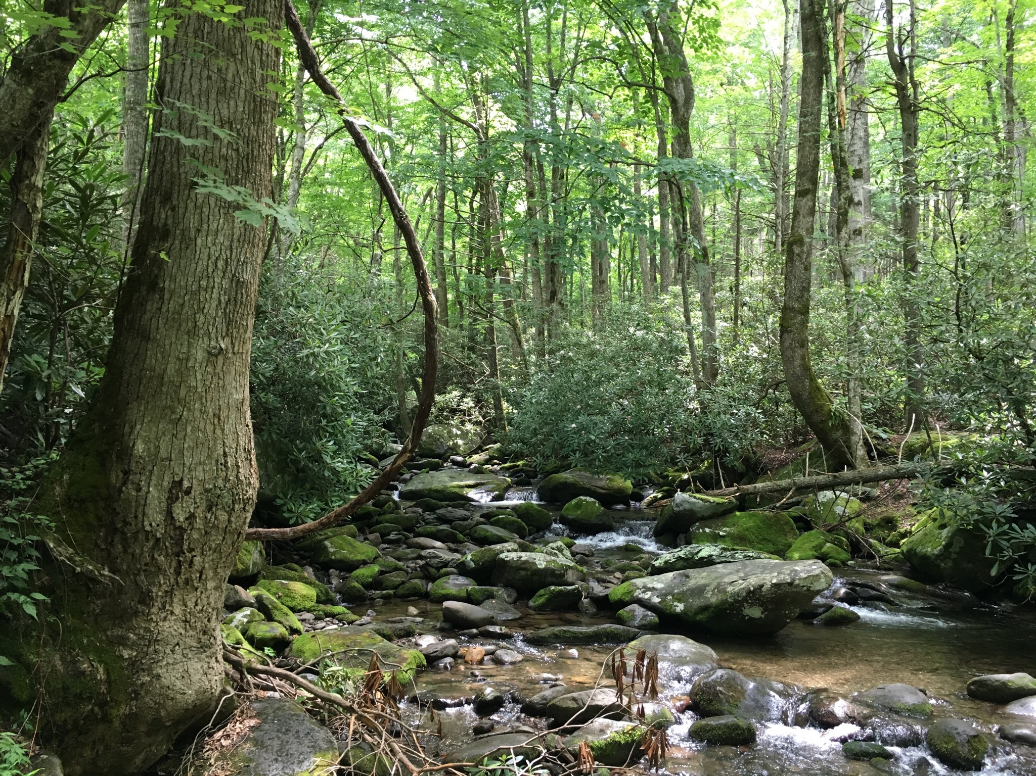 Smoky Mountains National Park - Photo of a stream in the forest